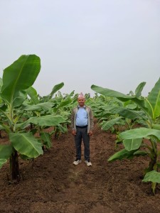 शिक्षणसँगै व्यावसायिक केराखेती        