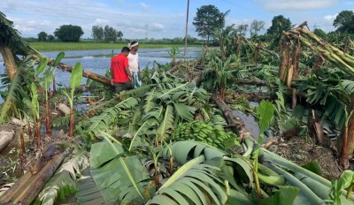 वर्षा र हुण्डरीले केराखेतीमा क्षति    