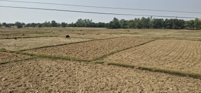 बाँकेमा खेतका फाँट धुलाम्मे   