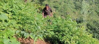 हरित क्रान्तिमा तेह्रथुमका किसान        