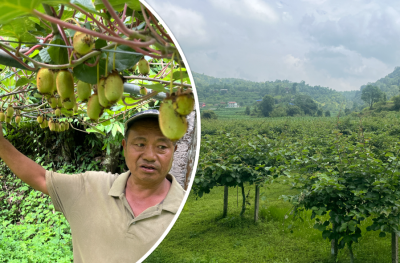 किबीखेतीप्रति गुल्मीका किसानको बढ्दो आकर्षण        