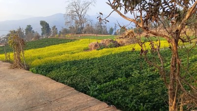 कोदारमा नगदेबालीतर्फ किसानको आकर्षण बढ्दो   