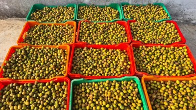 पर्वतमा व्यवसायीलाई लप्सीका परिकार बनाउन भ्याइनभ्याइ   