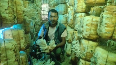 हाइटेक टनेलमा च्याउखेती गरी मनग्य आम्दानी    