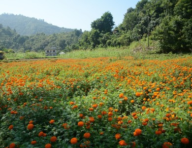 सयपत्री फूल बिक्री भएपछि किसान खुसी   