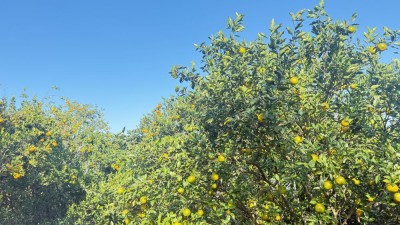 बगैँचाबाटै सुन्तला बिक्री हुँदा किसान खुसी        