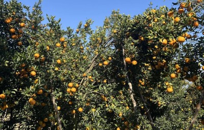 गोरखामा सुन्तला उत्पादन १५ प्रतिशत बढ्यो   