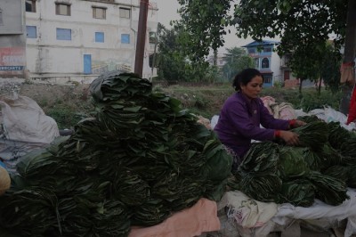 सालको पात बेचेर चाडपर्व खर्चको जोहो