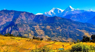 उन्नत जातका धानखेतीतर्फ आकर्षण    