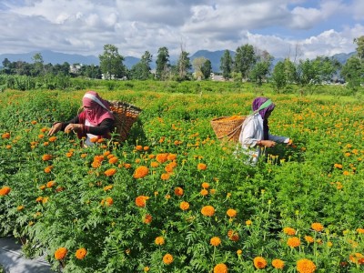 बेमौसमी फूलखेती गरेर रु १५ लाख आम्दानी   