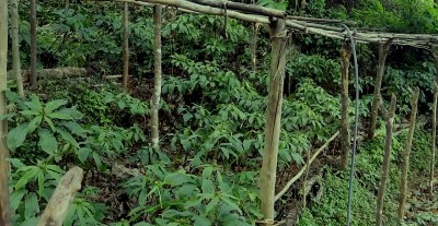 लेकाली भेगका किसानको आम्दानीको स्रोत सतुवा   