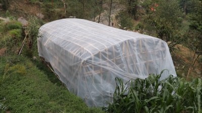 अनुदान पाएपछि व्यावसायिक तरकारीखेती   