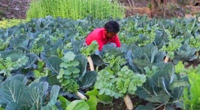 विदेशमा दुःख गर्नुभन्दा गाउँमै तरकारी फलाउँदा सुख   