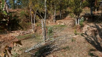 सुन्तलाका बोट सुक्दै गएपछि भोजपुरका किसान समस्यामा   