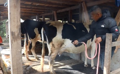 व्यावसायिक गाईपालनबाट आयआर्जन गर्दै वडाध्यक्ष तामाङ   