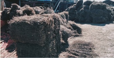 चिराइतोको मूल्यमा गिरावट आउँदा भोजपुरका किसान चिन्तित   