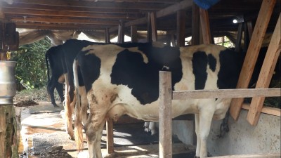 पौवादुङमाका किसान उद्यममा जोडिदै   