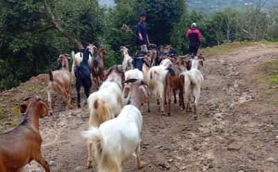 यातायातको पहुँचसँगै काठमाडौँ पुग्न थाले भोजपुरका ‘खसीबोका’   
