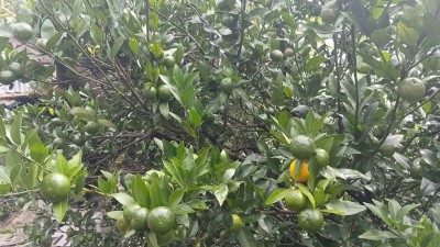 सुन्तलामा रोग लागेपछि किसान चिन्तामा   