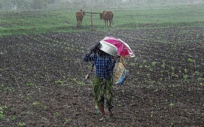 पानी परेपछि किसान खुसी, मधेसमा धमाधम धान रोपाइँ        