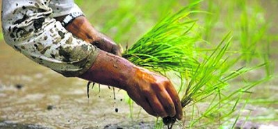 दाङमा मल मौज्दात   