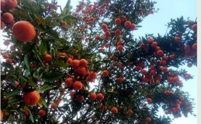 सुन्तला खेतीले फेरिँदै भोजपुरका किसानको जीवनस्तर   