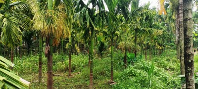 हात्ती प्रभावित क्षेत्रमा कृषकको रोजाइ सुपारीखेती   