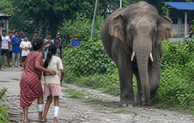 झापामा जंगली हात्तीको आक्रमणबाट दुई जनाको मृत्यु