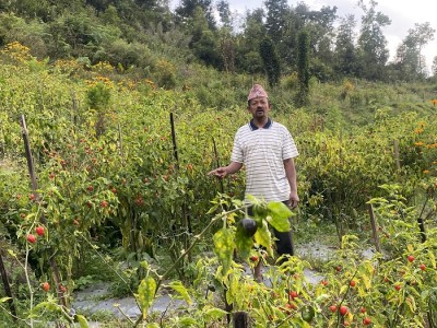 गाउँघरमै कृषि पेसाबाट मनग्य कमाइ