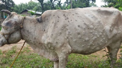 मधेस प्रदेशमा लम्पीस्किनको सङ्क्रमणबाट एक हजार सात सय पशु मरे   