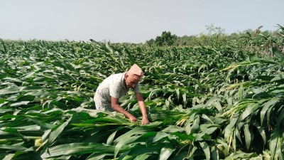 केरा खेतीको बिमा नहुँदा किसान मारमा   