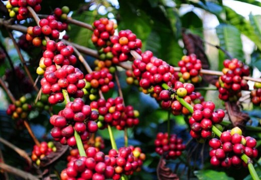 आर्थिक उपार्जनका लागि कफीखेती अभियान