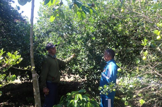 बहुवर्षीय खेती प्रणालीतर्फ आकर्षित हुँदै पौवादुङका किसान   