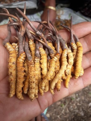जलवायु परिवर्तनको प्रभावले यार्सागुम्बा उत्पादन घट्दै