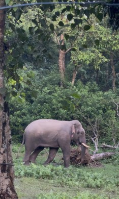 सौराहाको मध्यवर्ती क्षेत्रमा नयाँ जङ्गली हात्ती