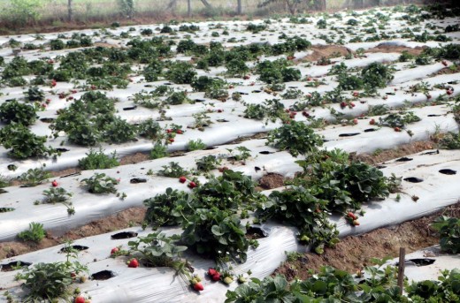 स्ट्रबेरी खेतीले बढायो एग्रो टुरिजमको आकर्षण