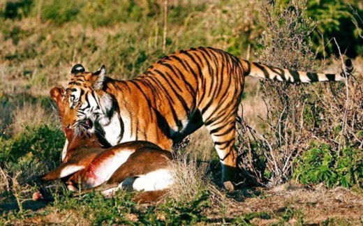 बाघको आहारा प्रजातिको सर्वेक्षण सुरु