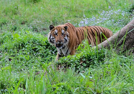 मानव र वन्यजन्तुबीच बढ्दो द्वन्द्व अवस्था        