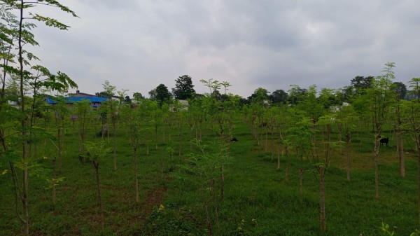 शीतलचिनीको व्यावसायिक उत्पादनमा जोडिएका भट्ट   