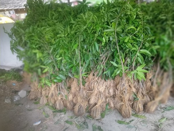 फलफूलखेती तर्फ किसानको आकर्षण बढ्दो   