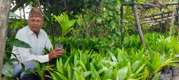 दुई महिनामै एक करोड ८० लाखका सुपारीका बिरुवा बिक्री   
