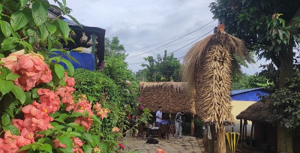 तनहुँमा मकैको उत्पादन बढ्यो   