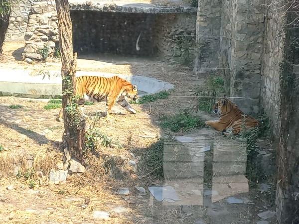 देशभरका खोरमा १९ समस्याग्रस्त बाघ, ‘टाइगर जु’ बनाउन विज्ञको सुझाव       