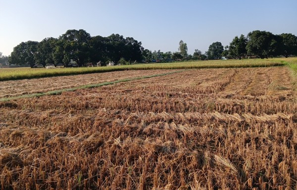 दसैँको सँघारमा किसानलाई धान भित्र्याउने चटारो   