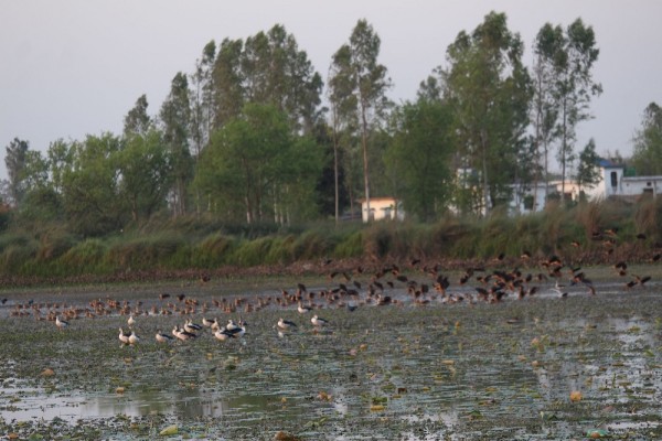कञ्चनपुरमा आजदेखि जलपंछी गणना   