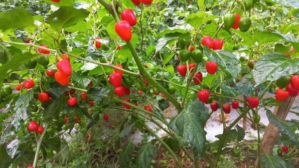 ‘अकबरे खुर्सानी बिक्री गर्न बजारको समस्या छैन, माग धेरै छ ’   