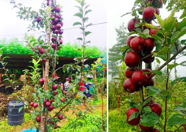 बागलुङका एकजना जनप्रतिनिधि व्यावसायिक स्याउखेतीमा रमाउँदै