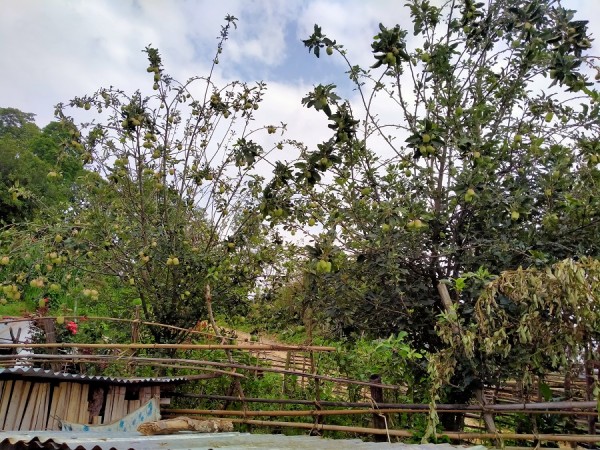 स्याङ्जाको चराङमा फल्यो स्याउ   