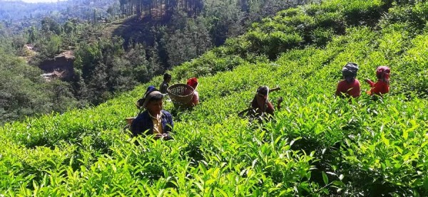 रेशमा चियाको व्यावसायिक उत्पादन सुरु   