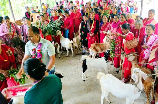 बाख्रा उपहार पाएपछि महिला खुसी   